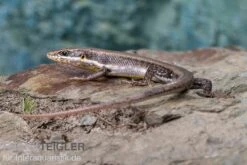 Senegal Mabuya, Trachylepis Affinis -Sera Geschaft Senegal Mabuya Trachylepis affinis 2