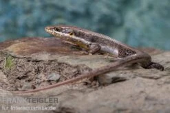 Senegal Mabuya, Trachylepis Affinis -Sera Geschaft Senegal Mabuya Trachylepis affinis 3