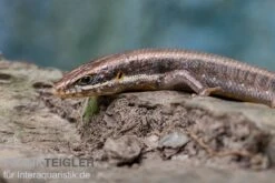 Senegal Mabuya, Trachylepis Affinis -Sera Geschaft Senegal Mabuya Trachylepis affinis 4