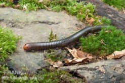 Firehead-Millipede, Spirostreptus Servatius -Sera Geschaft Spirostreptus servatius 7