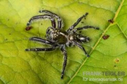 Springspinne, Hyllus Diardi -Sera Geschaft Springspinne Hyllus diardi 3