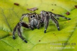 Springspinne, Hyllus Diardi -Sera Geschaft Springspinne Hyllus diardi 4