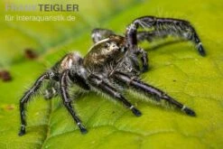Springspinne, Hyllus Diardi -Sera Geschaft Springspinne Hyllus diardi 5