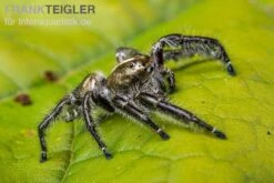 Springspinne, Hyllus Diardi -Sera Geschaft Springspinne Hyllus diardi 6