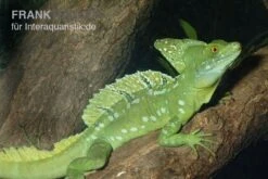 Stirnlappenbasilisk, Basiliscus Plumifrons