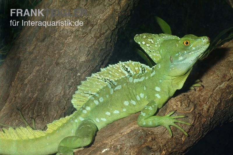 Stirnlappenbasilisk, Basiliscus Plumifrons 1 Stirnlappenbasilisk, Basiliscus Plumifrons