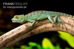 Stirnlappenbasilisk, Basiliscus Plumifrons 5 Stirnlappenbasilisk, Basiliscus Plumifrons -Sera Geschaft Stirnlappenbasilisk Basiliscus plumifrons 3