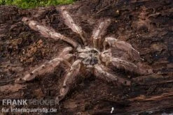 Leopardvogelspinne, Stromatopelma Calceatum XL -Sera Geschaft Stromatopelma calceatum 1