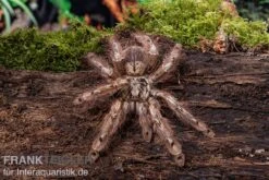Leopardvogelspinne, Stromatopelma Calceatum XL -Sera Geschaft Stromatopelma calceatum 5