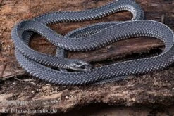 Südliche Feilennatter, Mehelya Capensis -Sera Geschaft Suedliche Feilennatter Mehelya capensis 3