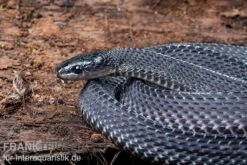 Südliche Feilennatter, Mehelya Capensis -Sera Geschaft Suedliche Feilennatter Mehelya capensis 5