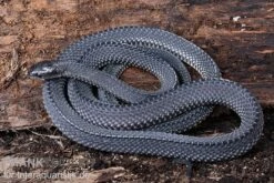 Südliche Feilennatter, Mehelya Capensis -Sera Geschaft Suedliche Feilennatter Mehelya capensis 6