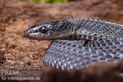 Südliche Feilennatter, Mehelya Capensis -Sera Geschaft Suedliche Feilennatter Mehelya capensis 7