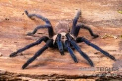 Tarantula, Ornithoctonus Sp. "Thailand" XL 5 Tarantula, Ornithoctonus Sp. "Thailand" XL -Sera Geschaft Tarantula Ornithoctonus sp Thailand 3