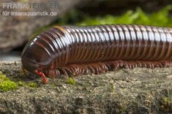 Westafrikanischer Tausendfüßer, Telodeinopus Assiensis -Sera Geschaft Telodeinopus assiensis westafrikanischer Tausendfue