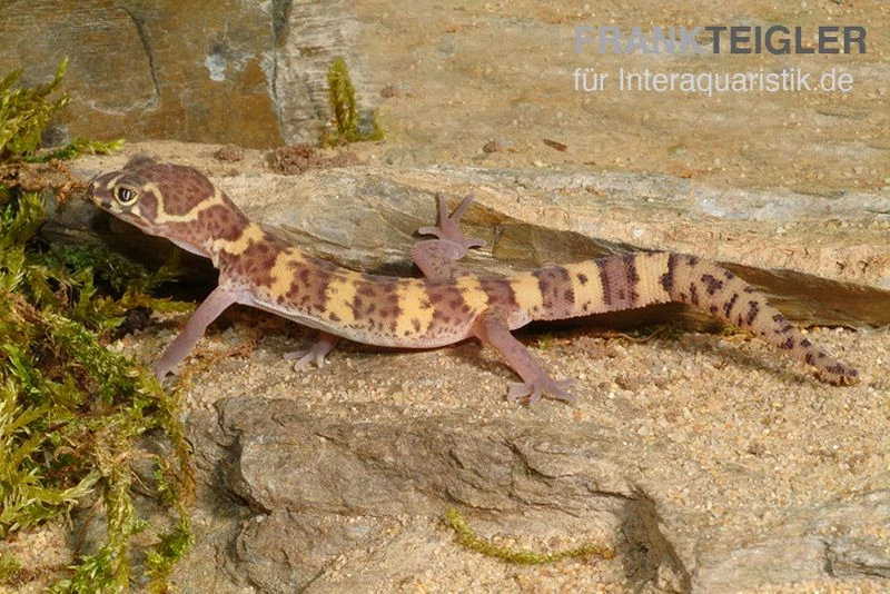 Texas-Krallengecko, Coleonyx Brevis 2 Texas-Krallengecko, Coleonyx Brevis – Bild 2