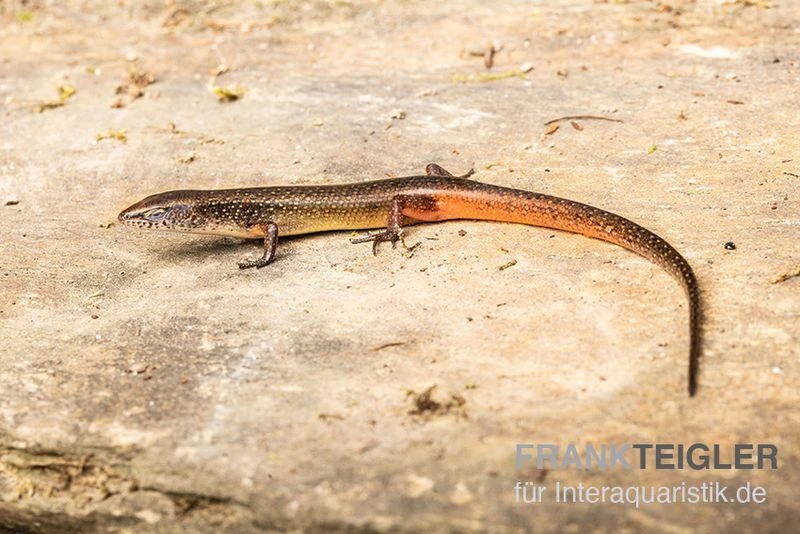 Togo-Skink, Panaspis Togoensis 1 Togo-Skink, Panaspis Togoensis