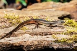 Togo-Skink, Panaspis Togoensis 5 Togo-Skink, Panaspis Togoensis -Sera Geschaft Togo Skink Panaspis togoensis 3