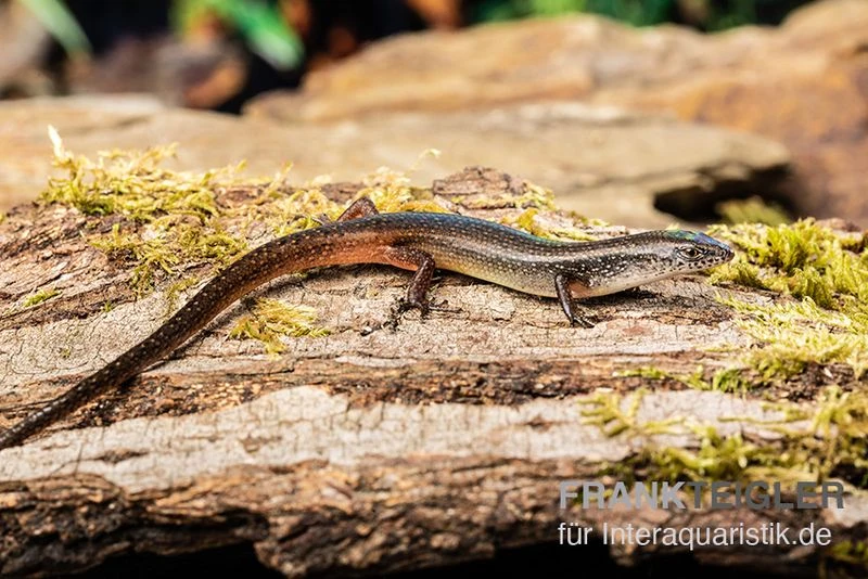 Togo-Skink, Panaspis Togoensis 3 Togo-Skink, Panaspis Togoensis – Bild 3