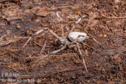 Togo-Wespenspinne, Argiope Sp. Togo -Sera Geschaft Togo Wespenspinne Argiope sp Togo 2