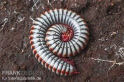 Regenbogentausendfüßer, Tonkinbolus Dollfusi -Sera Geschaft Tonkinbolus dollfusi 10