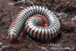 Regenbogentausendfüßer, Tonkinbolus Dollfusi -Sera Geschaft Tonkinbolus dollfusi 11