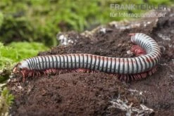 Regenbogentausendfüßer, Tonkinbolus Dollfusi -Sera Geschaft Tonkinbolus dollfusi 16