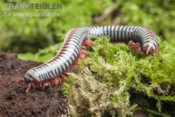 Regenbogentausendfüßer, Tonkinbolus Dollfusi -Sera Geschaft Tonkinbolus dollfusi 19