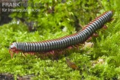 Regenbogentausendfüßer, Tonkinbolus Dollfusi -Sera Geschaft Tonkinbolus dollfusi 2