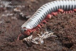 Regenbogentausendfüßer, Tonkinbolus Dollfusi -Sera Geschaft Tonkinbolus dollfusi 20