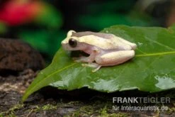 Sera Geschaft -Sera Geschaft Triangle Baumfrosch Dendropsophus triangulum