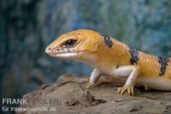 Tunesischer Nachtskink, Scincopus Fasciatus -Sera Geschaft Tunesischer Nachtskink Scincopus fasciatus 3