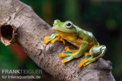 Wallace-Flugfrosch, Rhacophorus Nigropalmatus -Sera Geschaft Wallace Flugfrosch Racophorus nigropalmatus 2