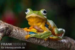 Wallace-Flugfrosch, Rhacophorus Nigropalmatus -Sera Geschaft Wallace Flugfrosch Racophorus nigropalmatus 3