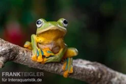 Wallace-Flugfrosch, Rhacophorus Nigropalmatus -Sera Geschaft Wallace Flugfrosch Racophorus nigropalmatus 4