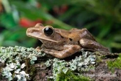 Sera Geschaft 3 Weißbart-Ruderfrosch, Rhacophorus Leucomystax