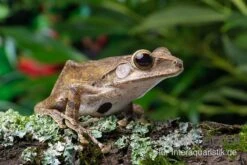 Sera Geschaft -Sera Geschaft Weissbart Ruderfrosch Rhacophorus leucomystax 2