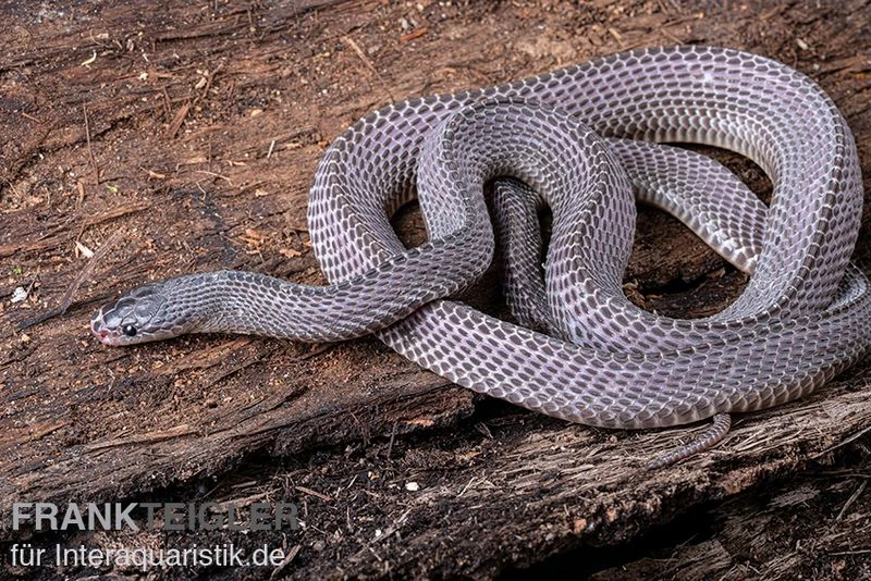 Westliche Wald-Feilenschlange, Mehelya Poensis 1 Westliche Wald-Feilenschlange, Mehelya Poensis