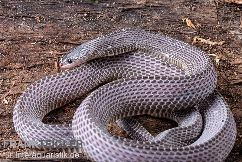 Westliche Wald-Feilenschlange, Mehelya Poensis 5 Westliche Wald-Feilenschlange, Mehelya Poensis – Bild 5