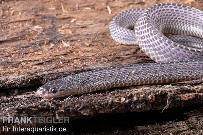 Westliche Wald-Feilenschlange, Mehelya Poensis 2 Westliche Wald-Feilenschlange, Mehelya Poensis – Bild 2