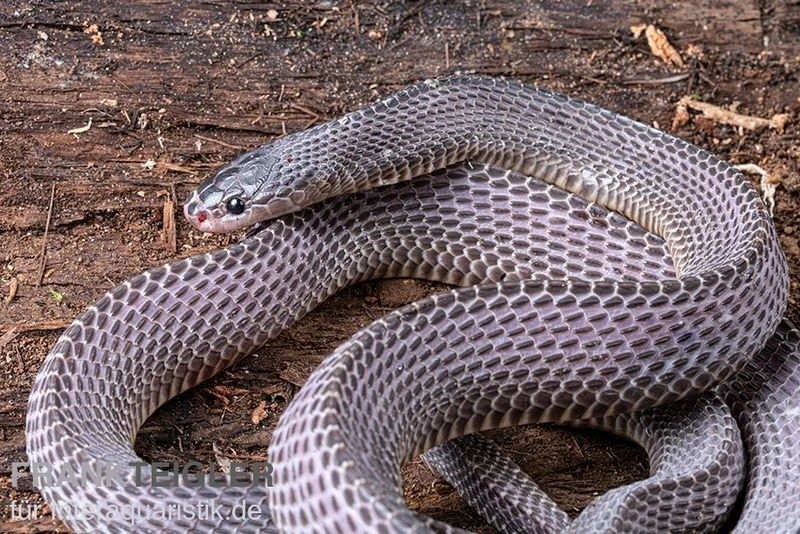 Westliche Wald-Feilenschlange, Mehelya Poensis 3 Westliche Wald-Feilenschlange, Mehelya Poensis – Bild 3