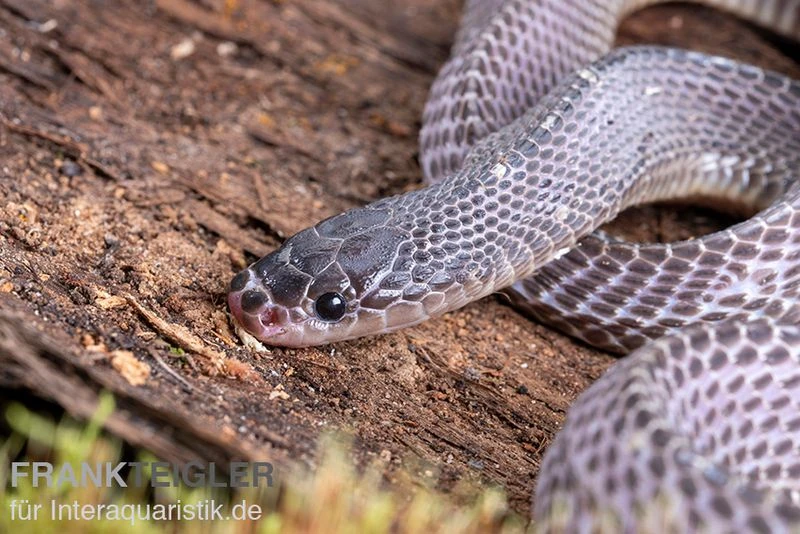Westliche Wald-Feilenschlange, Mehelya Poensis 4 Westliche Wald-Feilenschlange, Mehelya Poensis – Bild 4