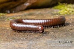 Wüsten-Tausendfüßer, Orthoporus Ornatus -Sera Geschaft Wuesten Tausendfuesser Orthoporus ornatus 3