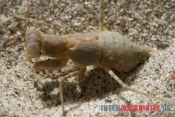 Wüstenmantis, Eremiaphila Nilotica 5 Wüstenmantis, Eremiaphila Nilotica -Sera Geschaft Wuestenmantis Eremiaphila nilotica 3