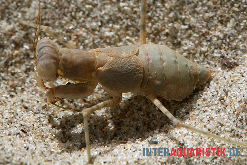 Wüstenmantis, Eremiaphila Nilotica 3 Wüstenmantis, Eremiaphila Nilotica – Bild 3