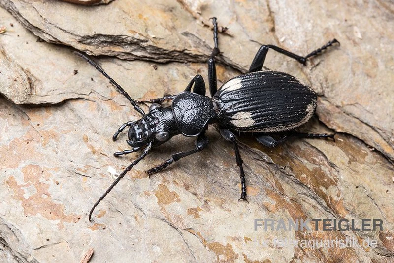Zweifleck-Laufkäfer, Anthia Omoplata 1 Zweifleck-Laufkäfer, Anthia Omoplata