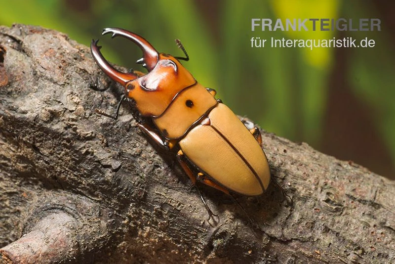 Zwerghirschkäfer, Prosopocoilus Occipitalis 1 Zwerghirschkäfer, Prosopocoilus Occipitalis