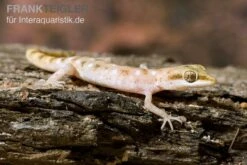 Zwergwüstengecko, Tropiocolotes Steudneri 5 Zwergwüstengecko, Tropiocolotes Steudneri -Sera Geschaft Zwergwuestengecko Tropiocolotes steudneri 3