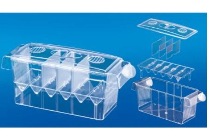 Papillon Breedy Quadro, 1 Stück 2 Papillon Breedy Quadro, 1 Stück – Bild 2