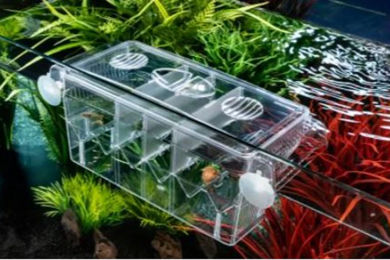 Papillon Breedy Quadro, 1 Stück 3 Papillon Breedy Quadro, 1 Stück – Bild 3